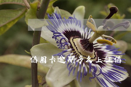 信用卡逾期多久上征信 农行 信用卡逾期多久上征信 农行